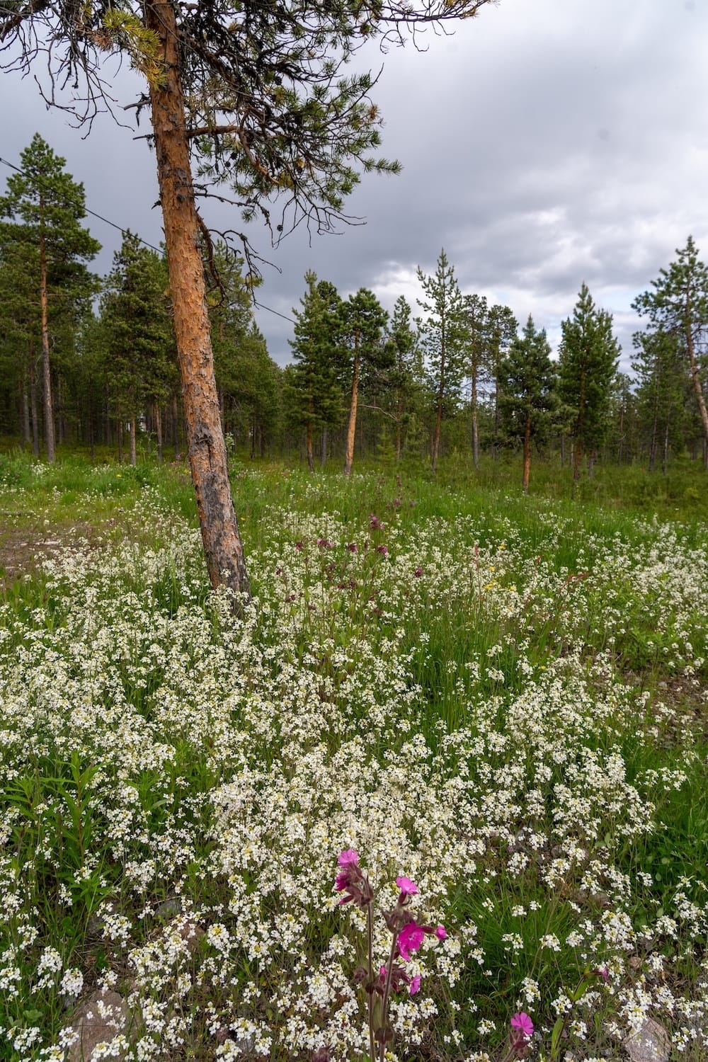 Reindeer Lodge in summer