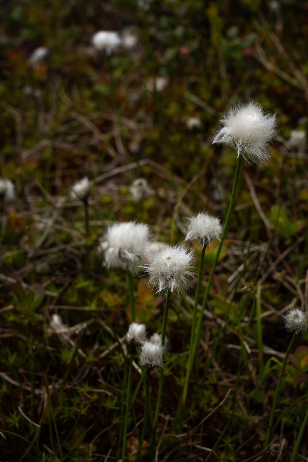Summer in Swedish Lapland - at the Reindeer Lodge