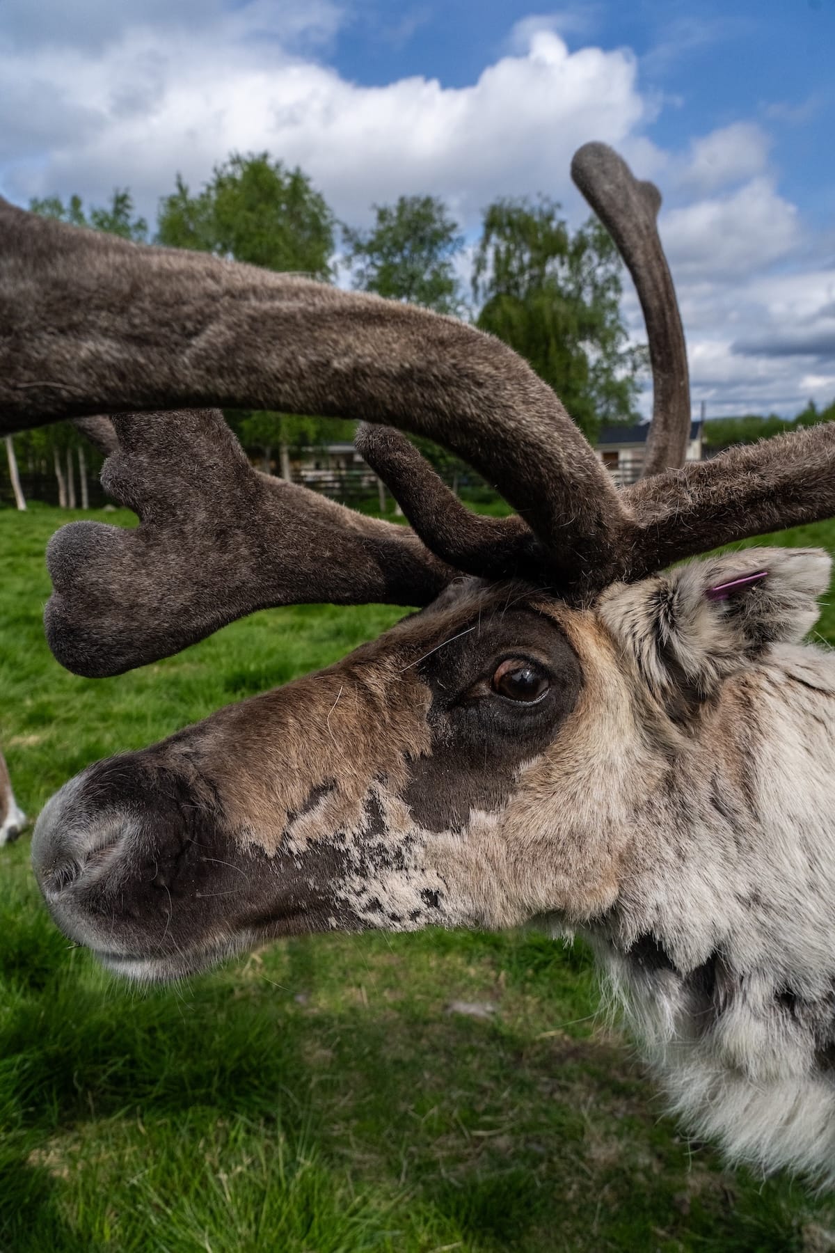 Reindeer Lodge in Jukkasjarvi, Sweden-30-2