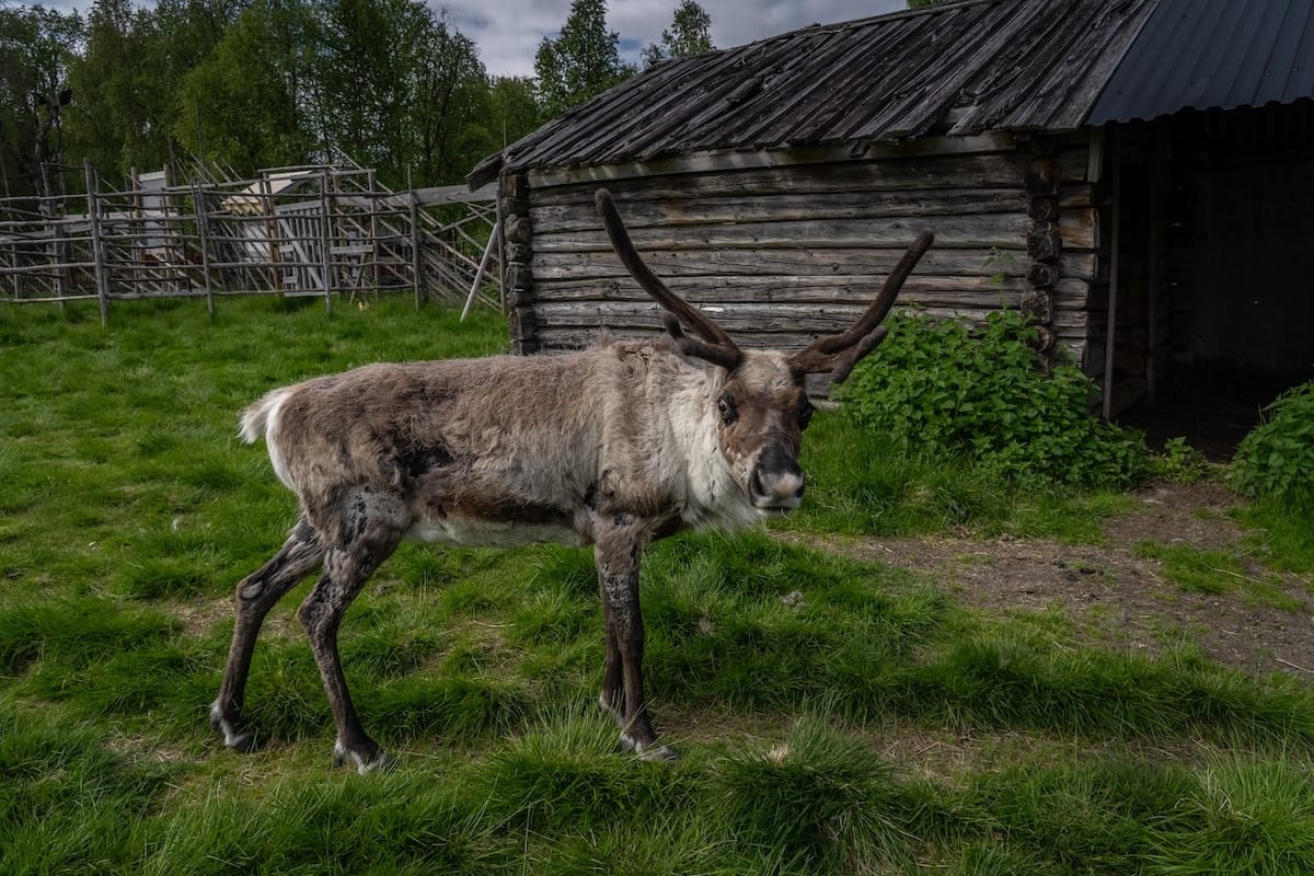 A reindeer at Nutti Sámi Siida