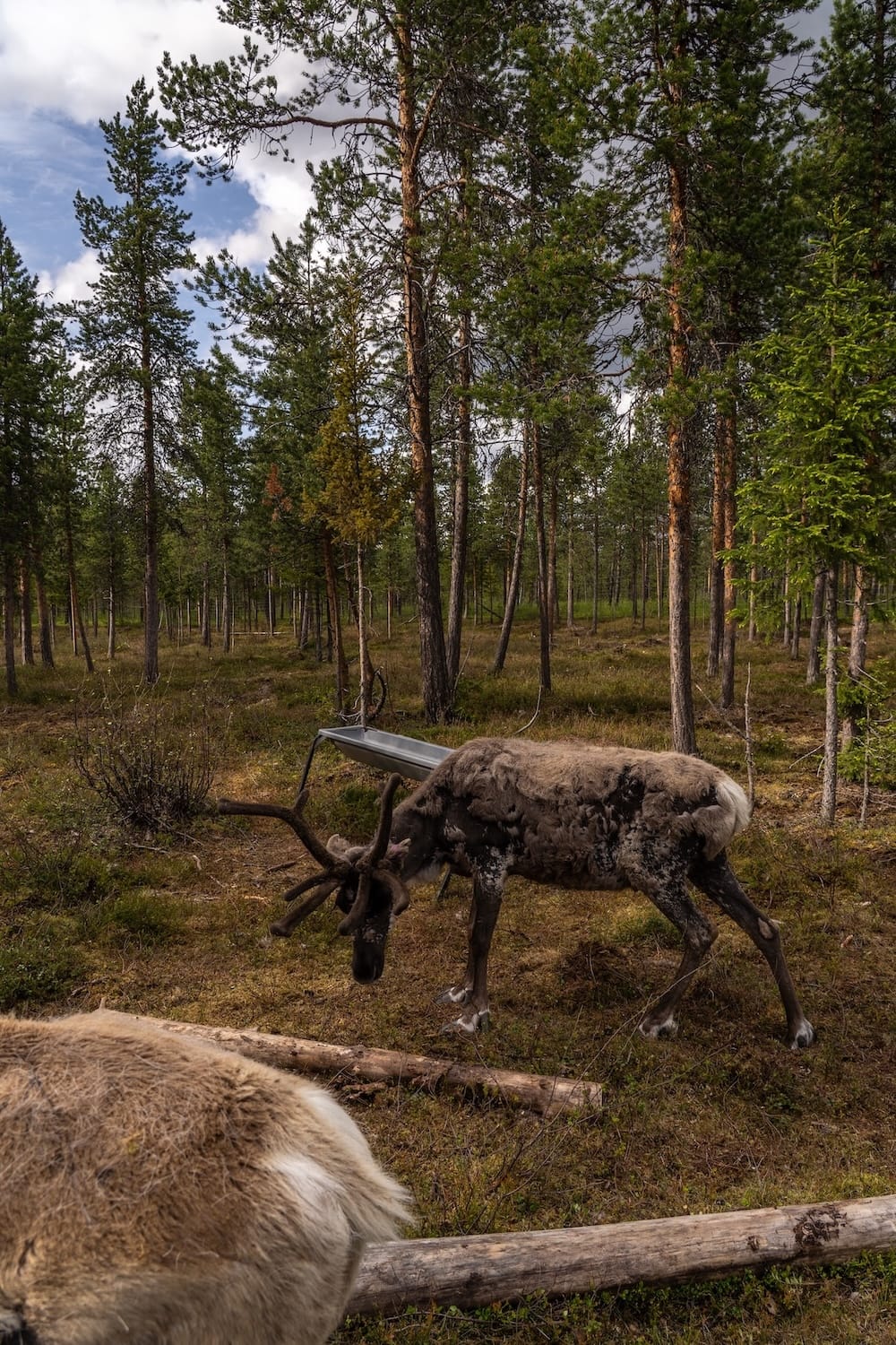 Reindeer Lodge during summer