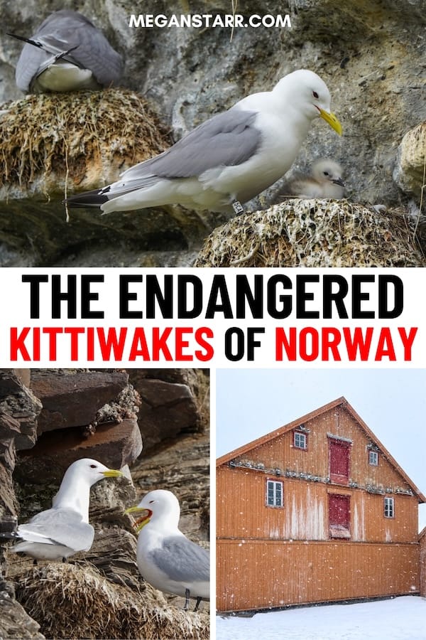 The black-legged kittiwakes in Norway are endangered and are struggling to coexist with humans in recent years. This article details what to know about Norway's kittiwakes, including how to support them and help them survive. | Norway kittiwakes | Gulls in Norway | Wildlife in Norway | Kittiwakes in Tromsø | Kittiwakes in Scandinavia | Kittiwakes in Lofoten | Krykkje Norge