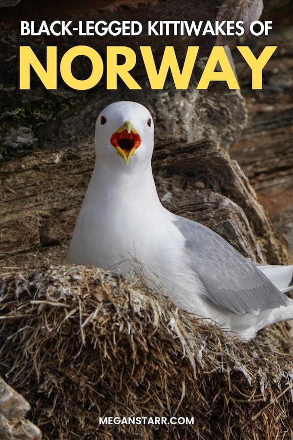 The black-legged kittiwakes in Norway are endangered and are struggling to coexist with humans in recent years. This article details what to know about Norway's kittiwakes, including how to support them and help them survive. | Norway kittiwakes | Gulls in Norway | Wildlife in Norway | Kittiwakes in Tromsø | Kittiwakes in Scandinavia | Kittiwakes in Lofoten | Krykkje Norge