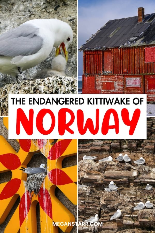 The black-legged kittiwakes in Norway are endangered and are struggling to coexist with humans in recent years. This article details what to know about Norway's kittiwakes, including how to support them and help them survive. | Norway kittiwakes | Gulls in Norway | Wildlife in Norway | Kittiwakes in Tromsø | Kittiwakes in Scandinavia | Kittiwakes in Lofoten | Krykkje Norge