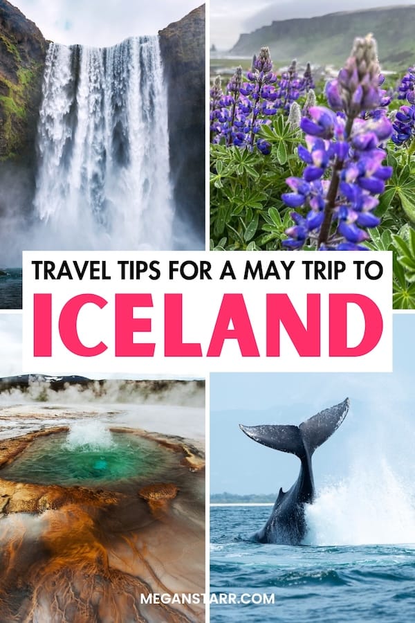 Visiting Iceland in May this year? This guide contains what to do and expect, weather info, and more. Click for more about May in Iceland! | May trip to Iceland | Reykjavik in May | May in Reykjavik | Spring in Iceland | Iceland in spring | Reykjavik in spring | Spring in Reykjavik | Things to do in Reykjavik in May | What to do in Reykjavik in May | Spring trip to Iceland | Visit Iceland | Puffins in Iceland | Whale watching in Iceland