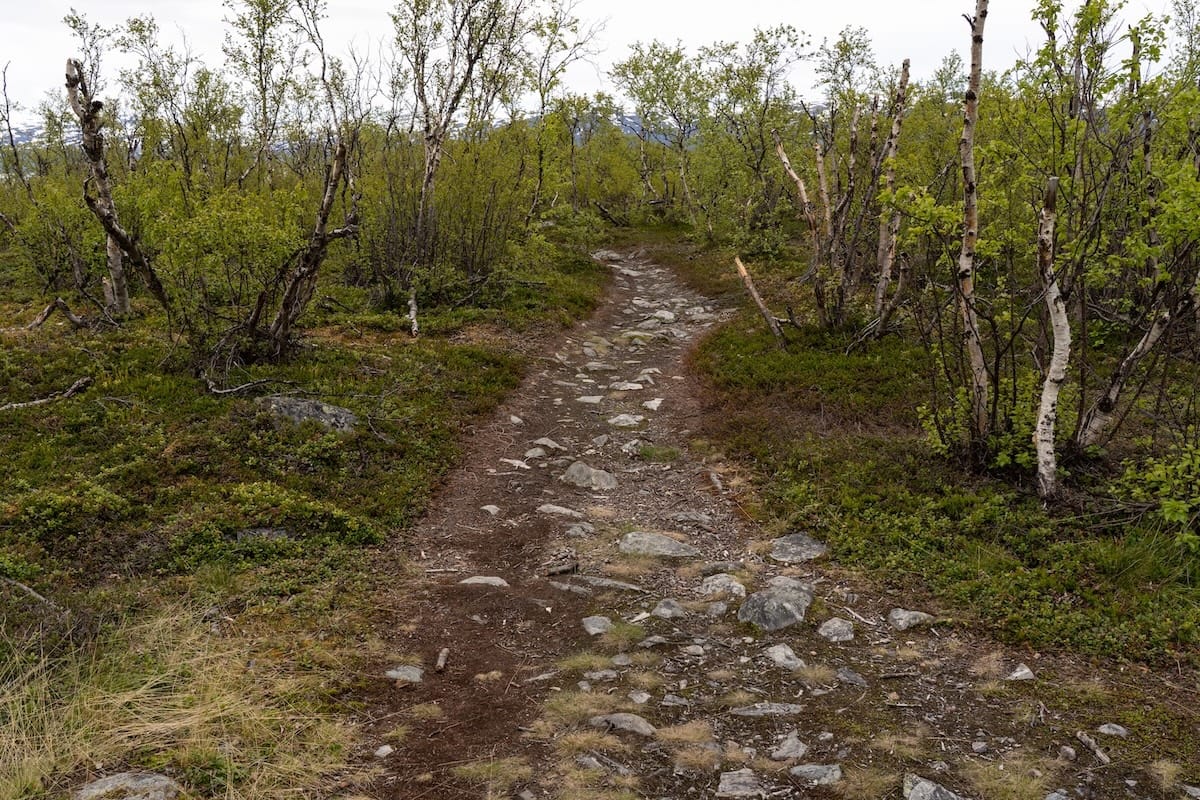 Part of one of the easier trails in Abisko
