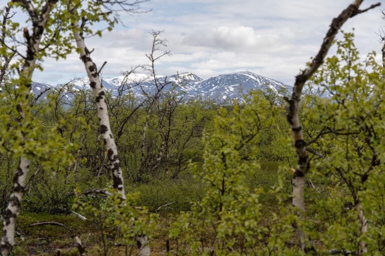 Abisko in summer travel guide and tips Picture of birch trees in Abisko National Park