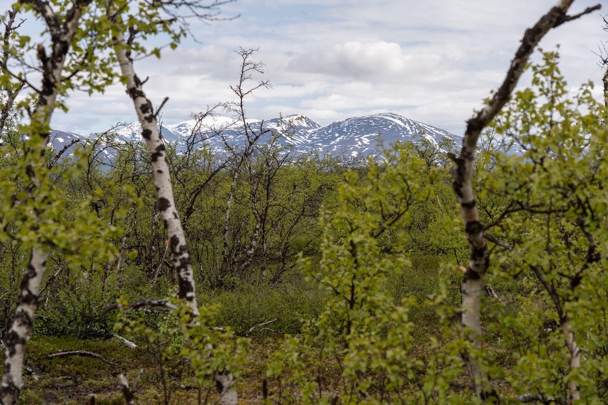 Abisko in summer travel guide and tips
Picture of birch trees in Abisko National Park
