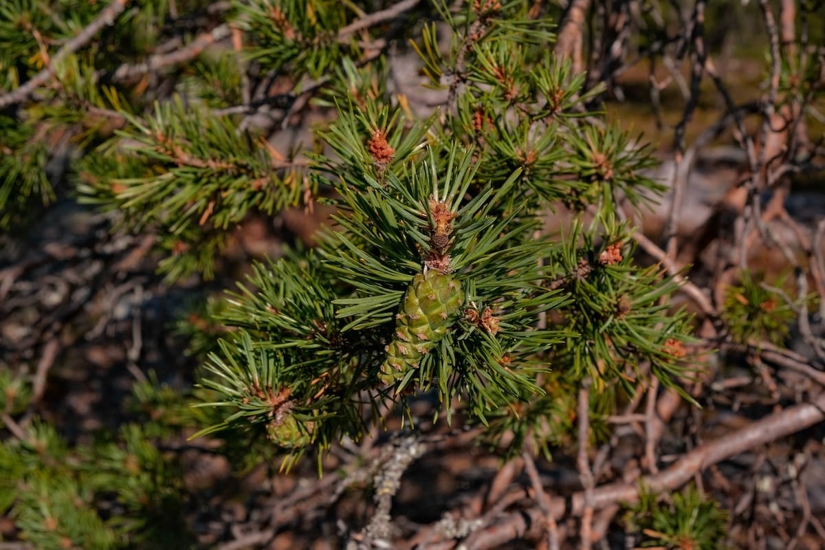 Pines and spruce everywhere (but mostly pine)
