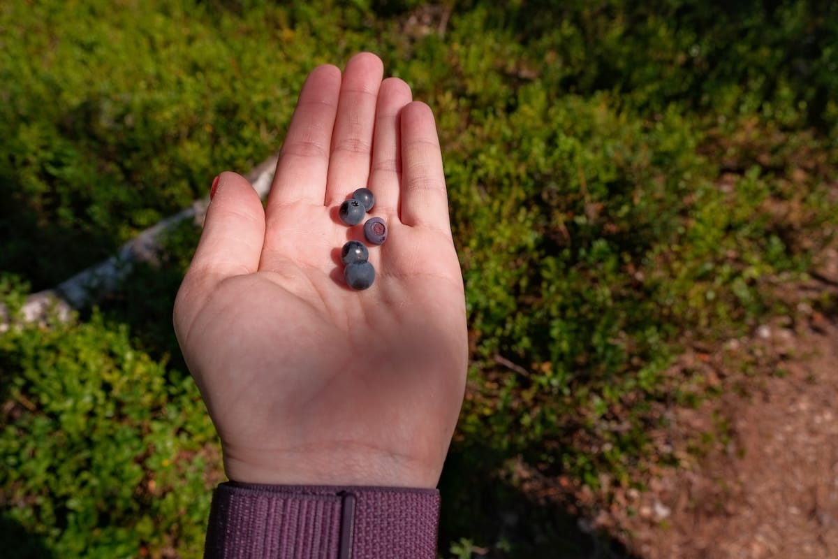 Auttiköngäs Nature Trail