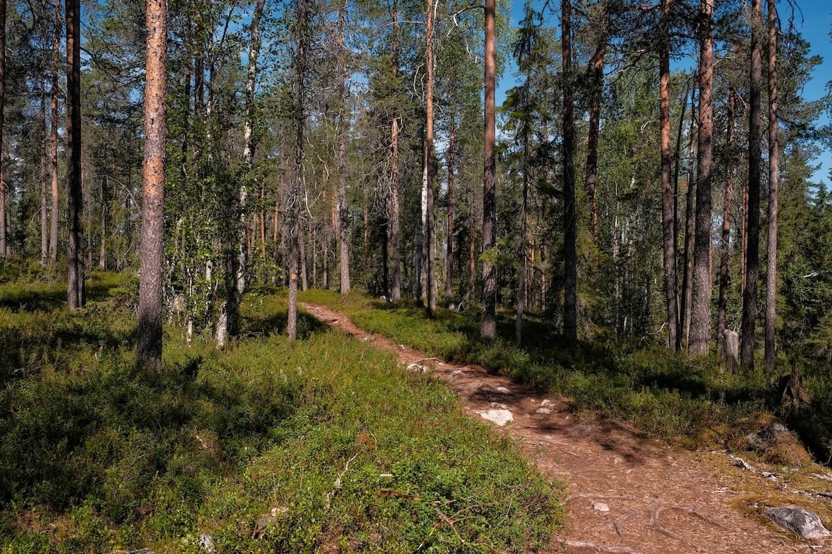Auttiköngäs Nature Trail