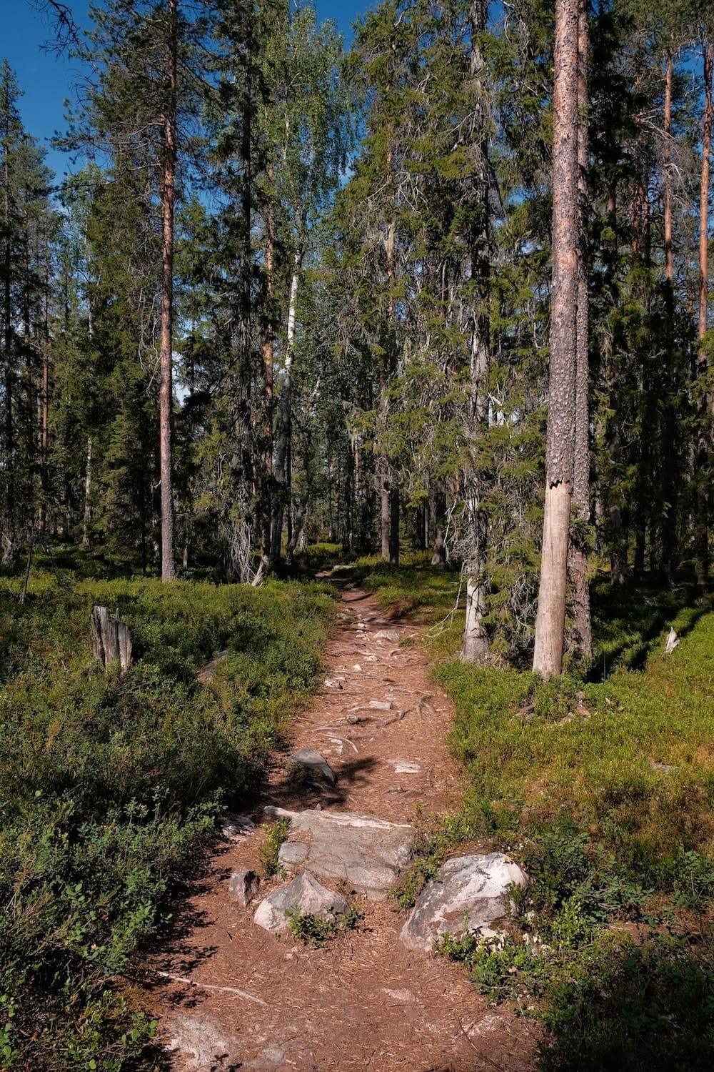 Auttiköngäs Nature Trail in July 2025