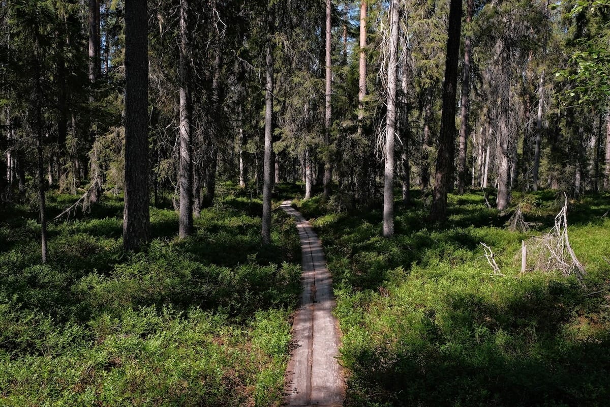 Auttiköngäs Nature Trail