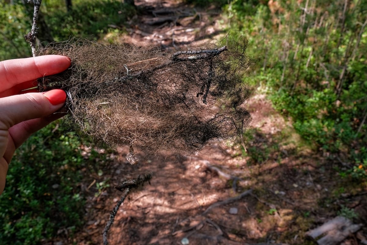 This bearded moss only grows off of trees in places with pristine air