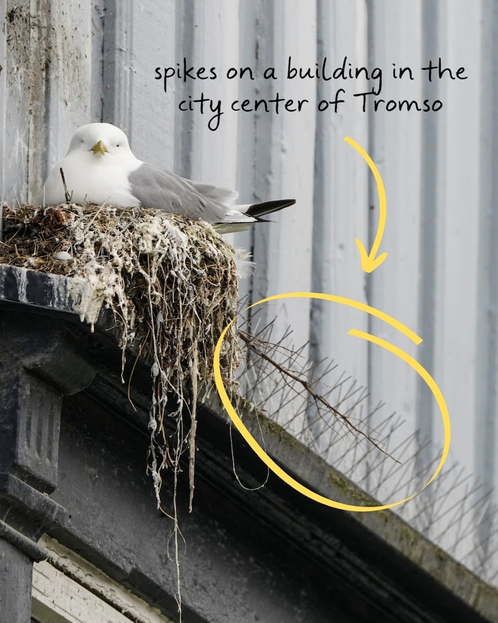 Black-legged Kittiwake sitting on a building in Tromsø with spikes on it