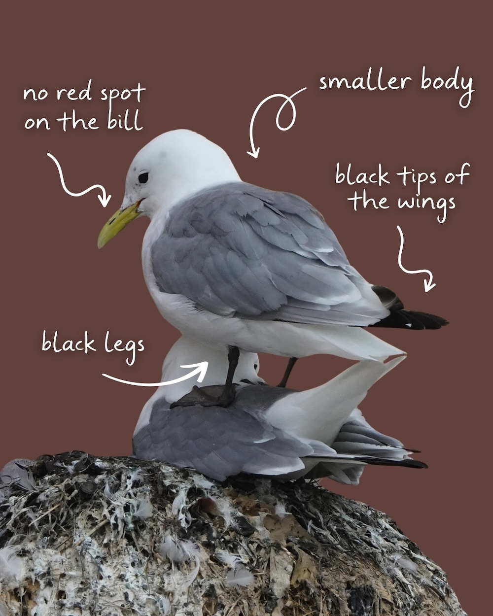 Black-legged kittiwake in Norway graphic