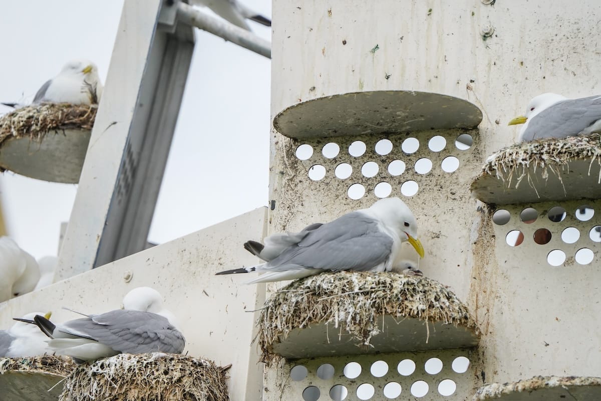 A newly-hatched chick at a Tromsø kittiwake hotel