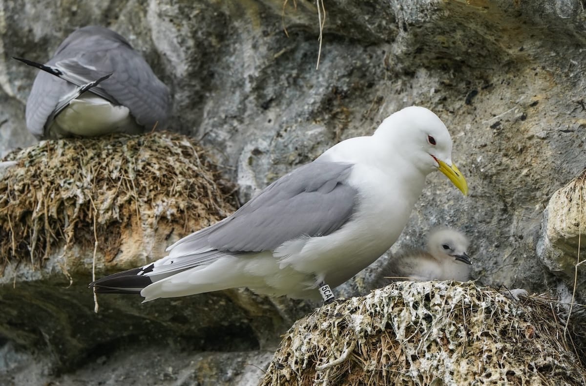 Kittiwakes in Norway | A mom and her chick in Tromsø