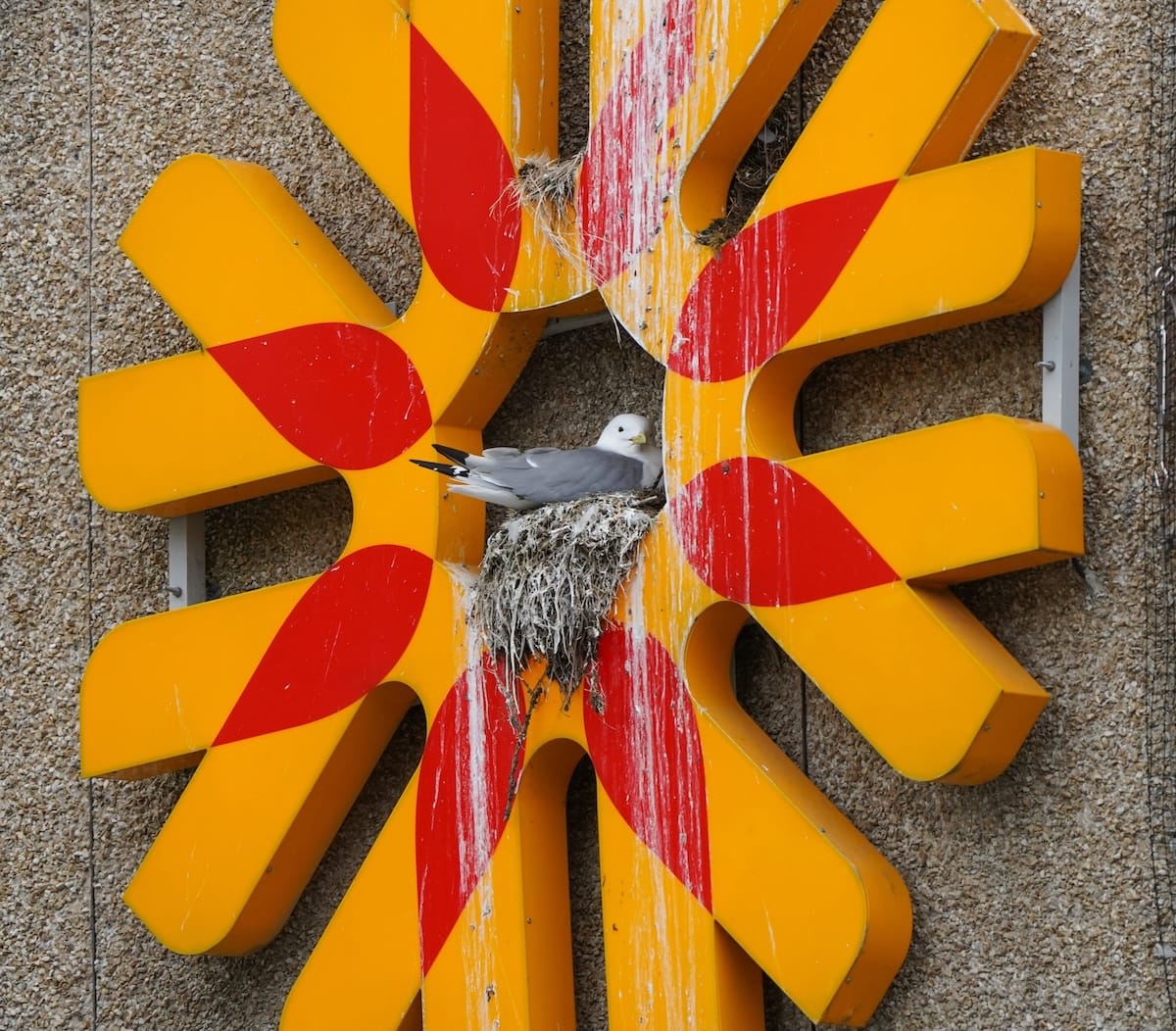 A pair of kittiwakes on a Tromsø sign
