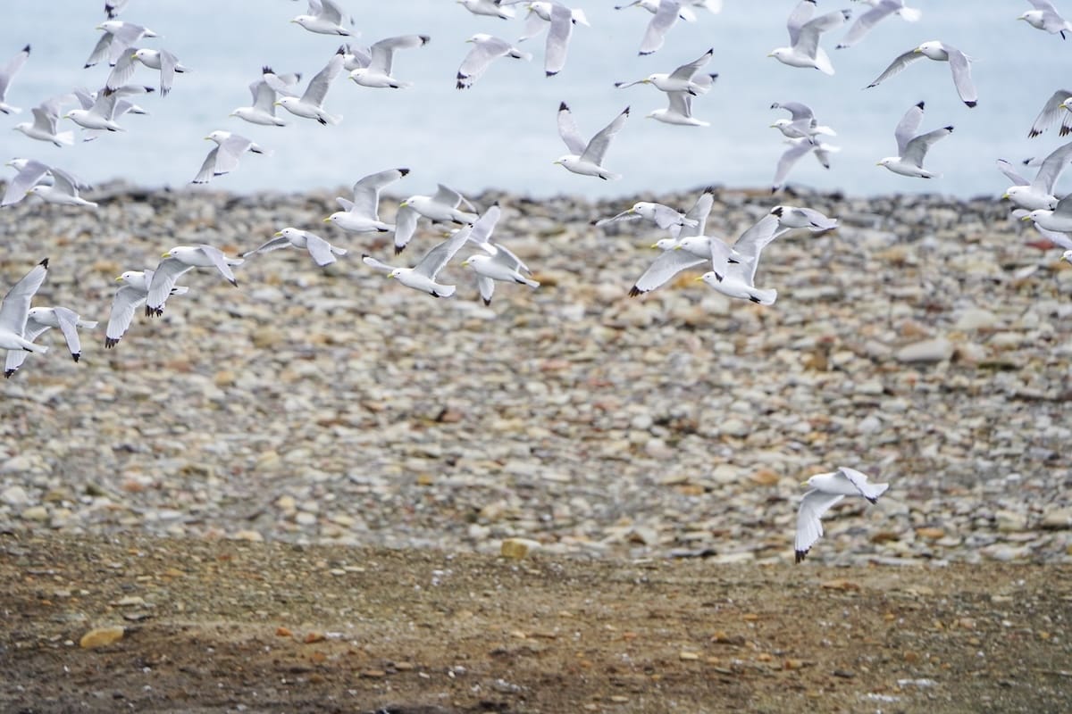 Near Bjørndalen, Svalbard