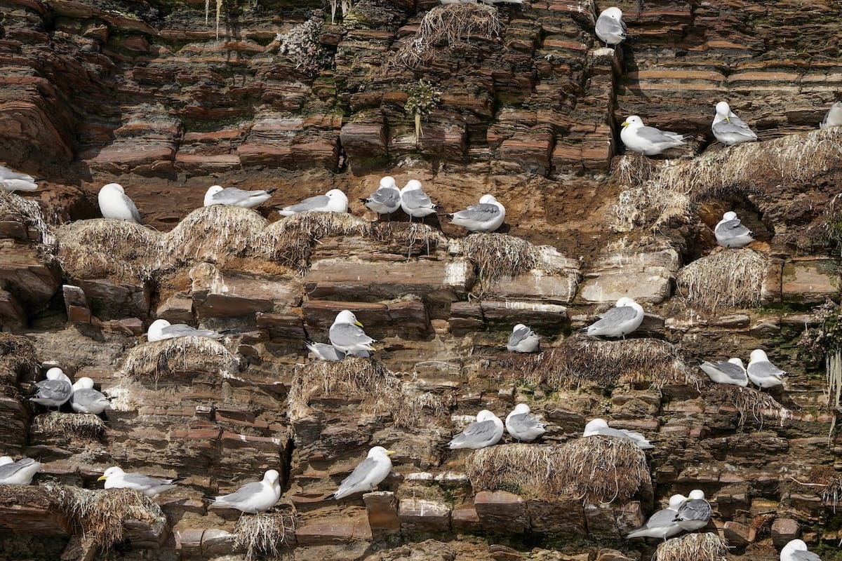 Colony on a natural sea cliff on Ekkerøy