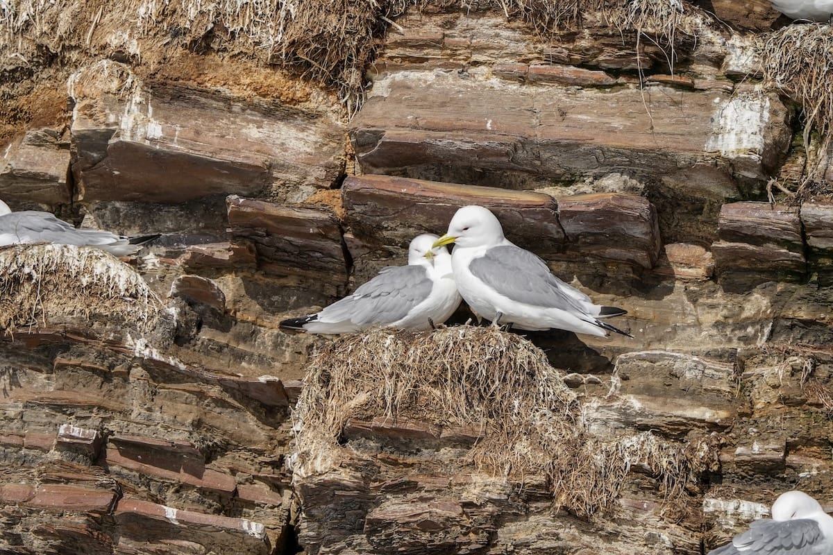 Any space for me at the Kiberg kittiwake hotel?