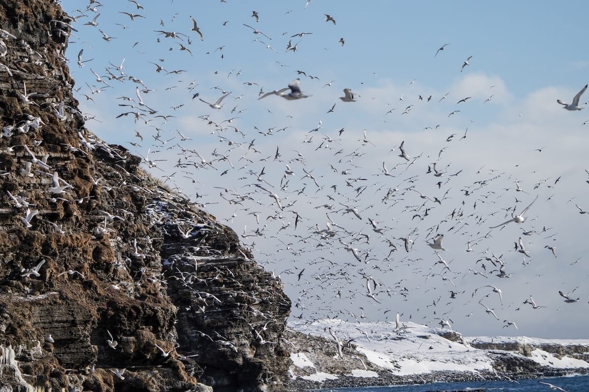 Kittiwakes on Ekkerøy from a distance