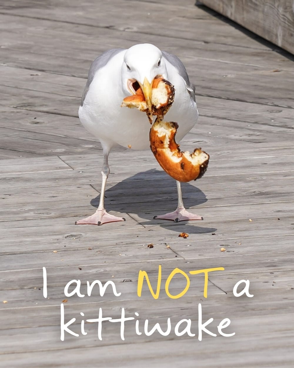 A herring gull eating my doughnut