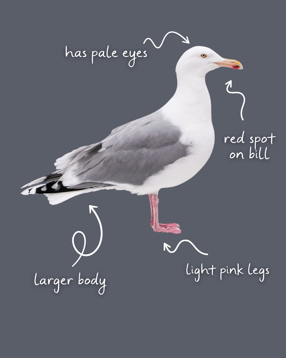 Herring Gull in Norway graphic