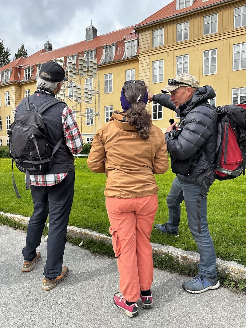 Kittiwalks in Tromsø with Rissa Citizen Science