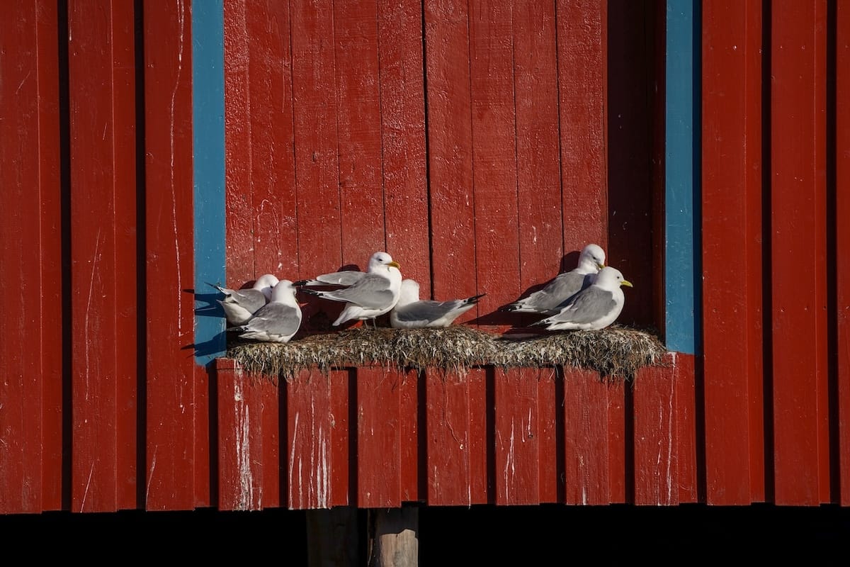 Å i Lofoten's resident kittiwakes