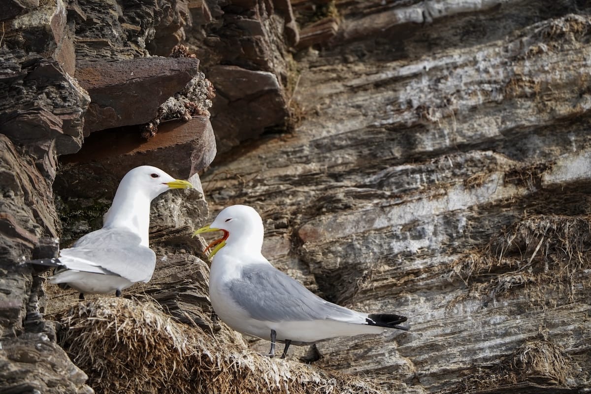 Kittiwakes in early April in Ekkerøy