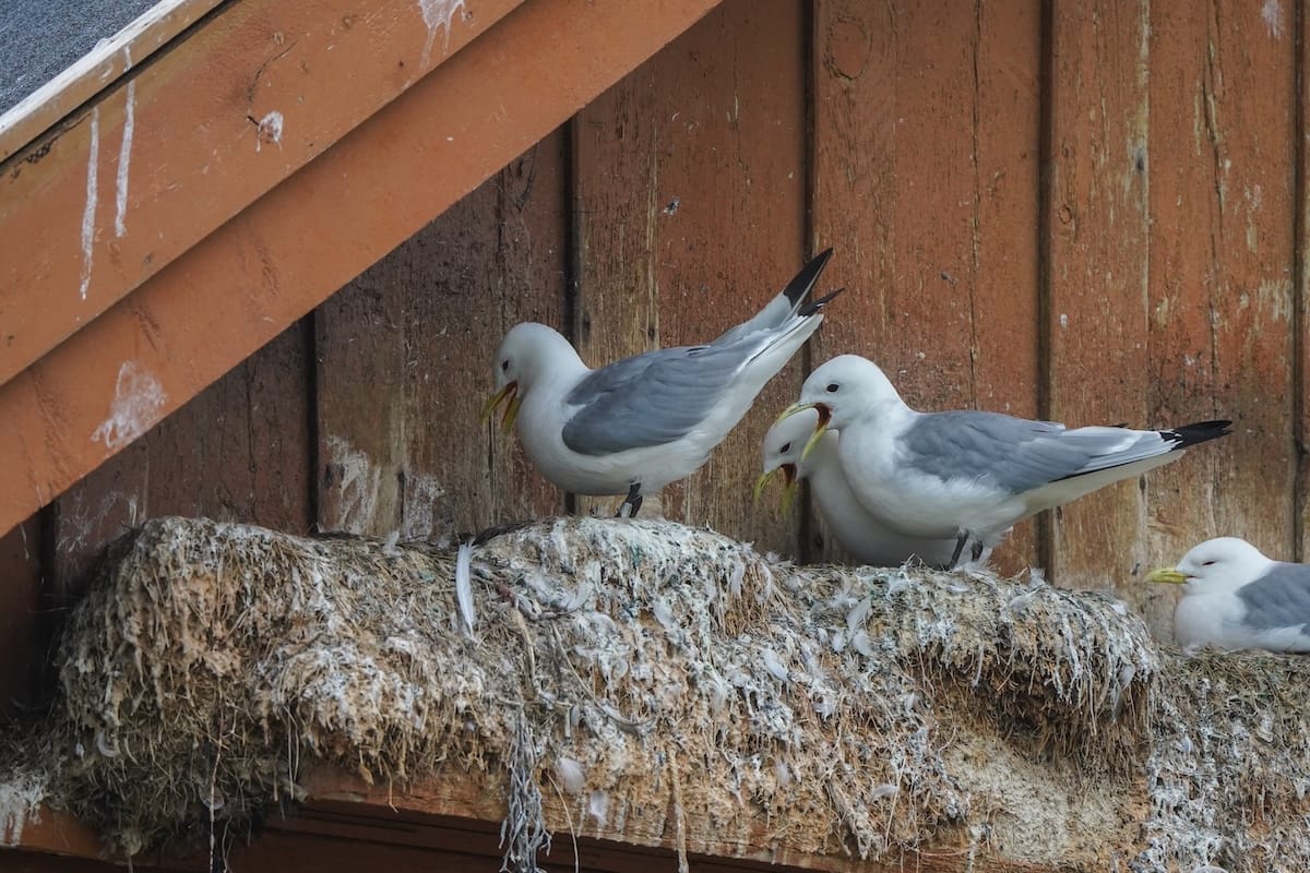 Kittiwakes on Vardø's Pomor Museum