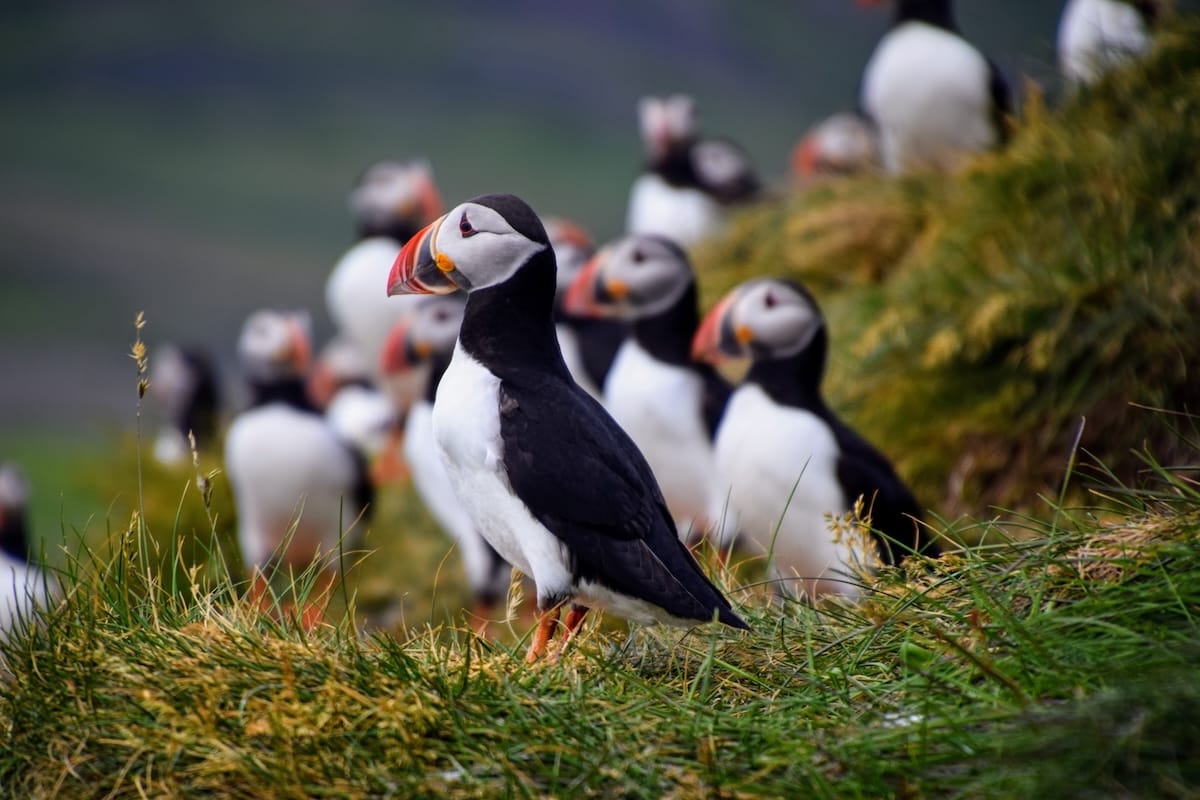 This is a photo of puffins in Iceland on a green cliff