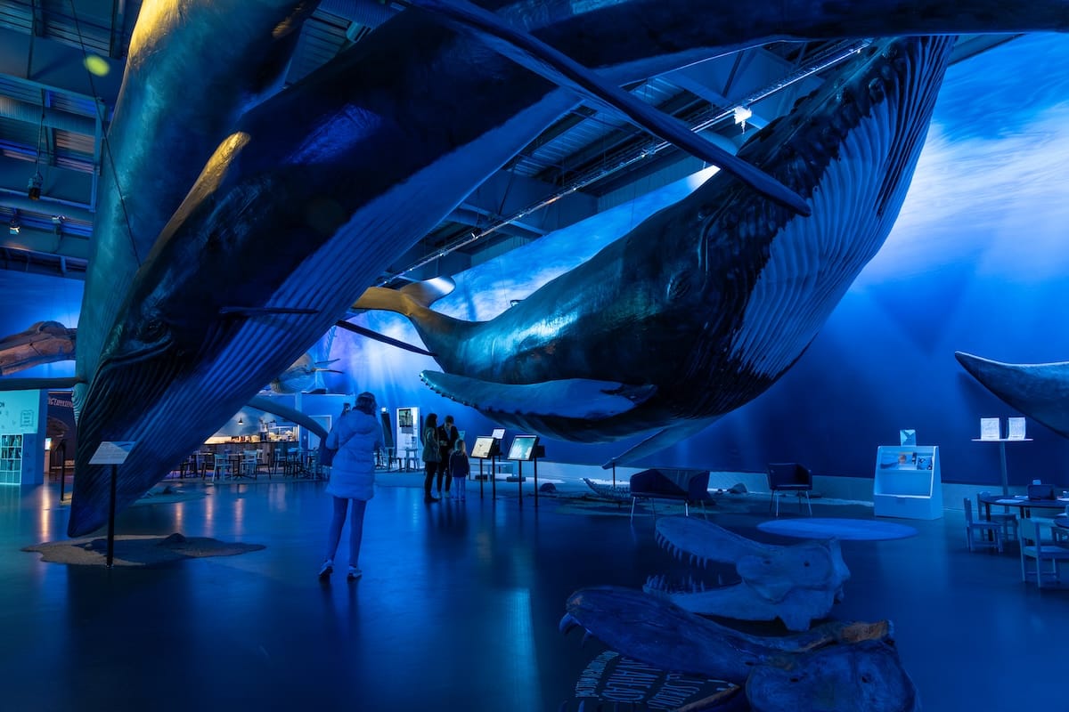 This is a photo inside the Whales of Iceland museum in Reykjavik - there are whale replicas hanging from the ceiling and a bright blue light inside the showroom area