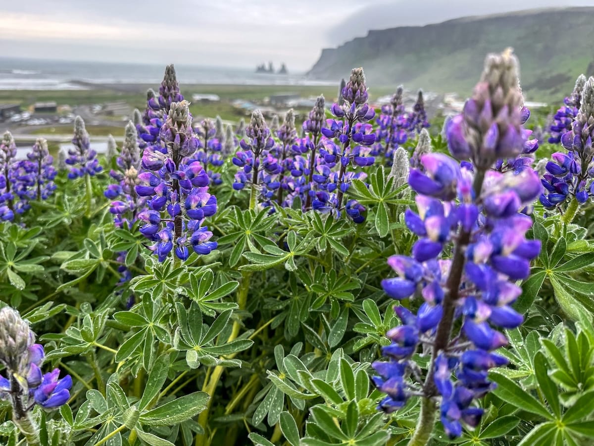 The photo is of purple lupines overlooking the village of Vik in Iceland on the south coast.