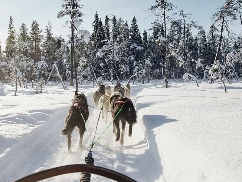 Dog-sledding in Rovaniemi