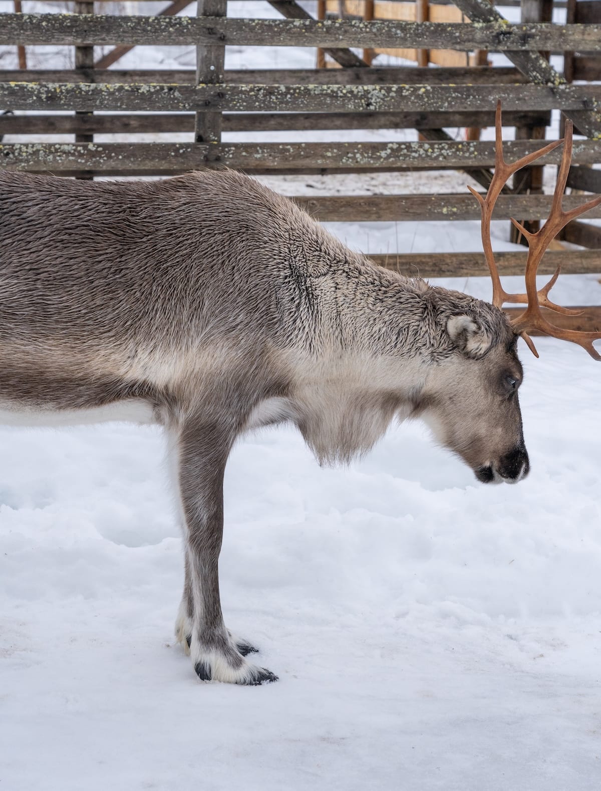 You have to visit some reindeer in Rovaniemi!