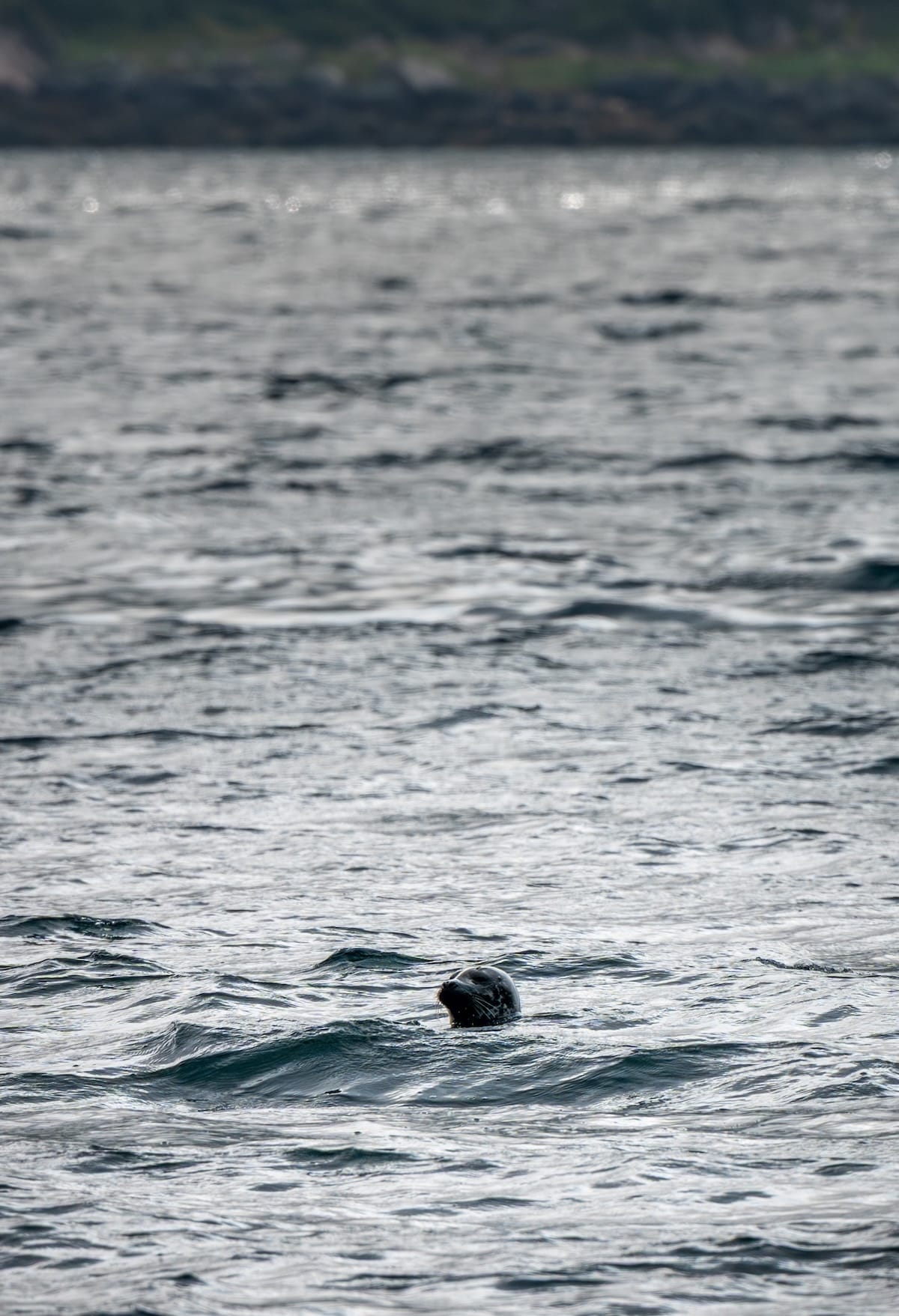 Thank you for saying hello to us, dear harbor seal