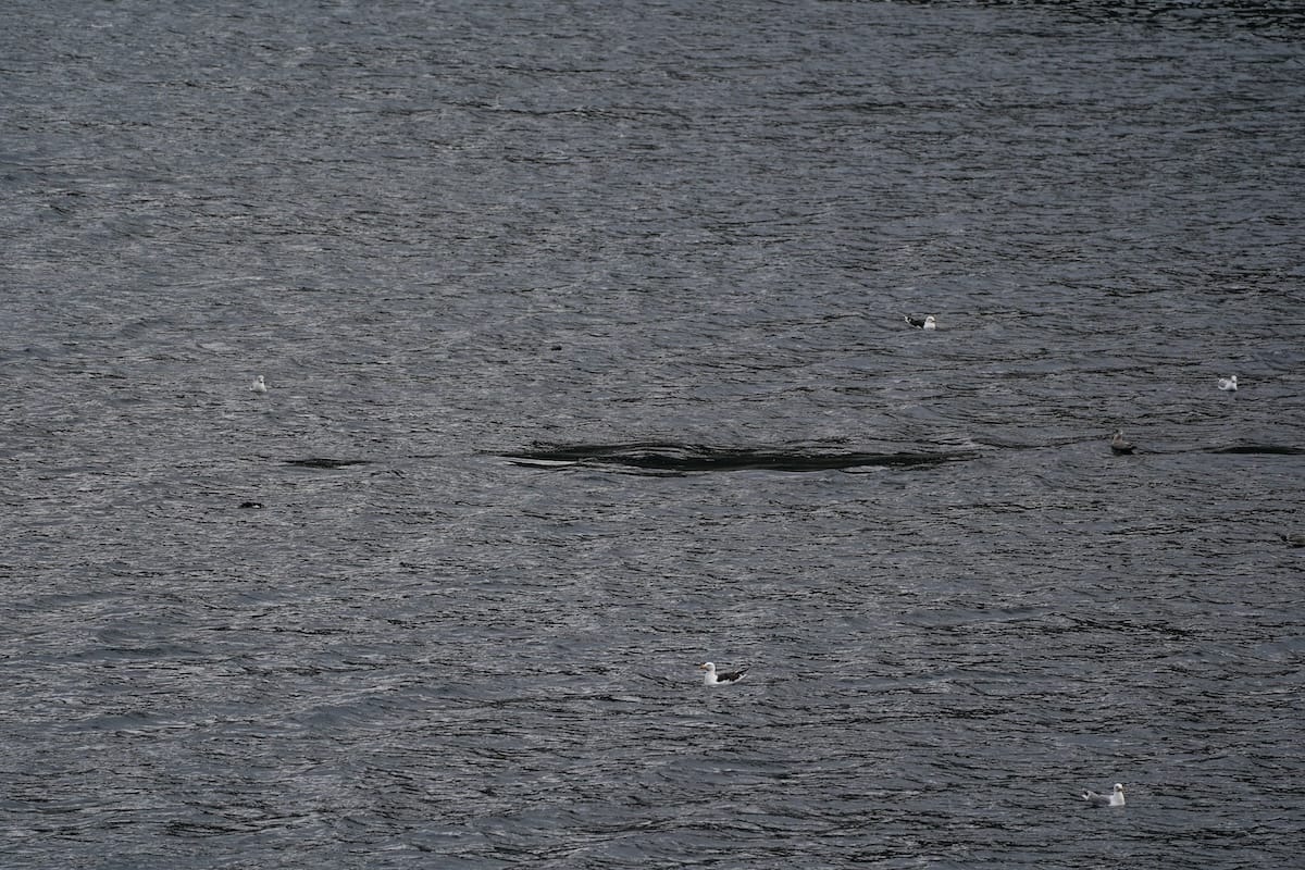 A whale (porpoise maybe?) that I saw in the fjord here