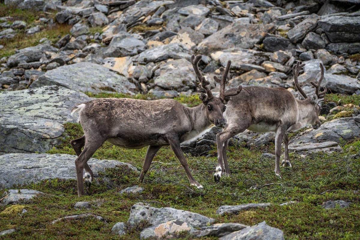 Reindeer everywhere in this area