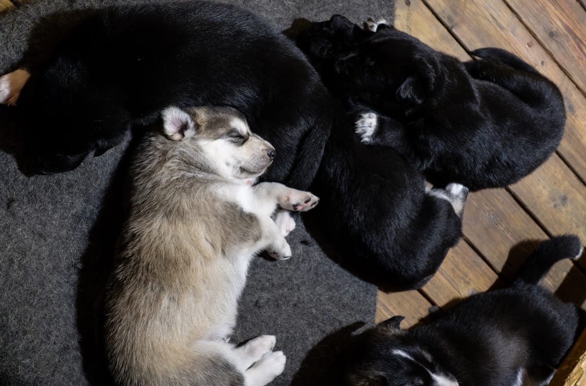 Puppy pile at Holmen