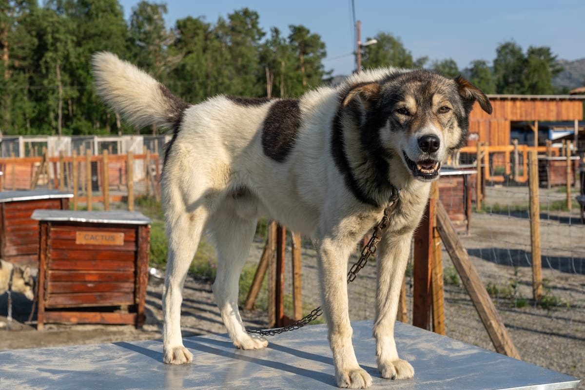 Greeting every single husky there