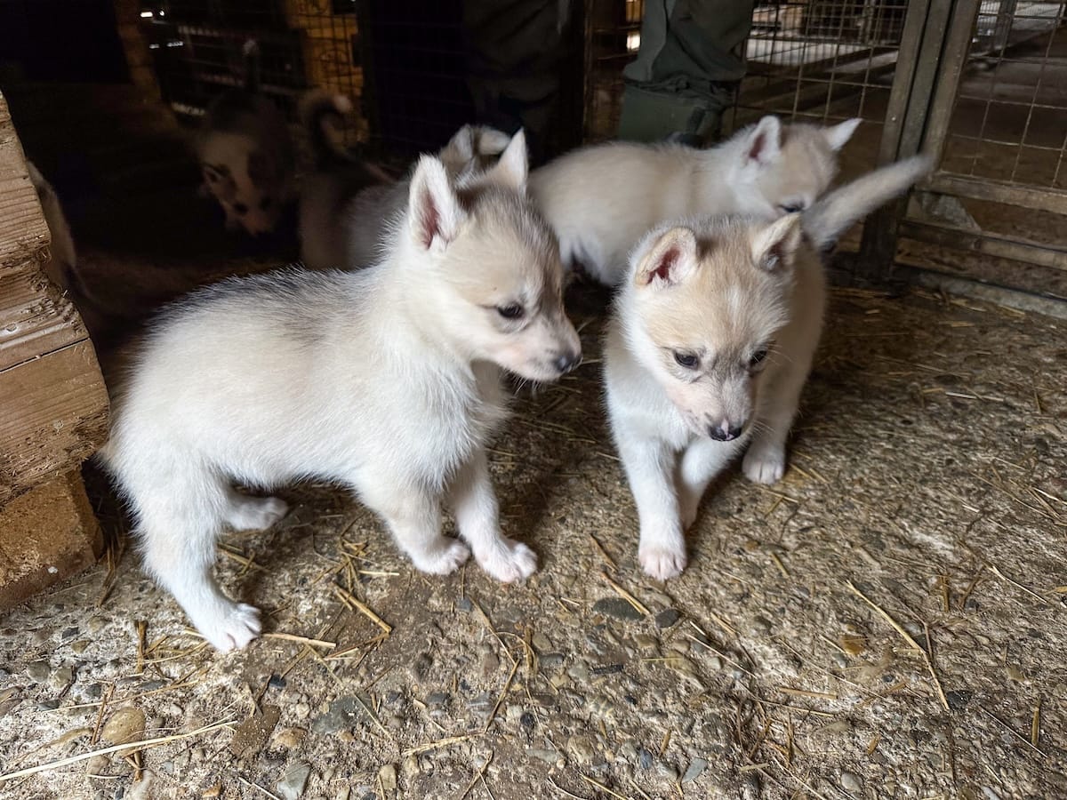 Husky puppies at Pirate Husky