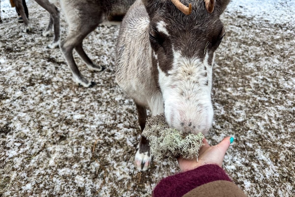 Feeding Kippana at Local Lifestyle