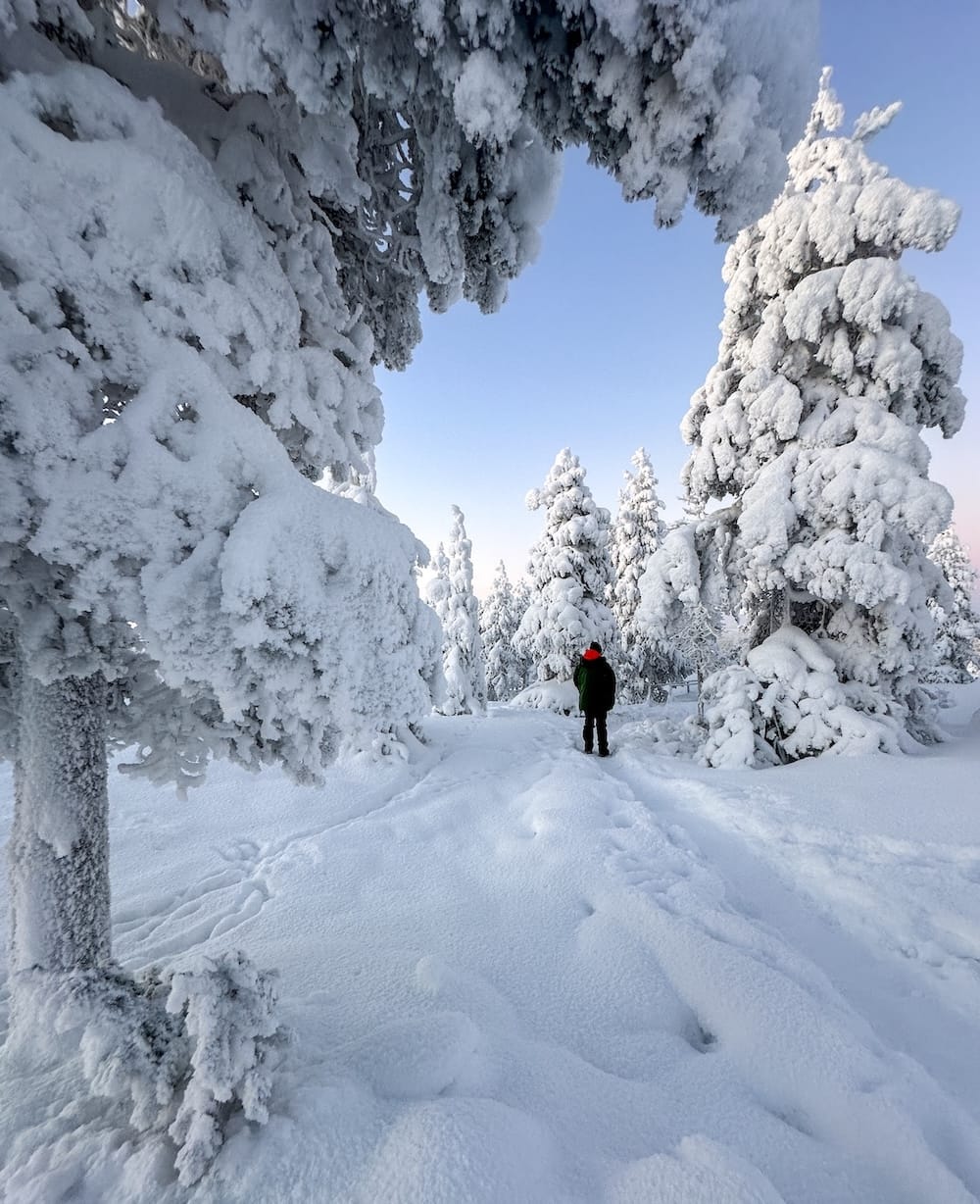 Hanging out in the forest in Rovaniemi