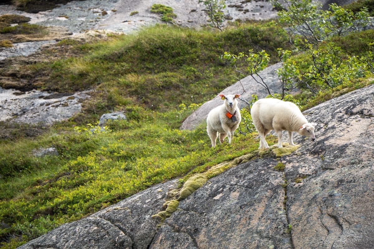 The sheep roaming along the Selfjord