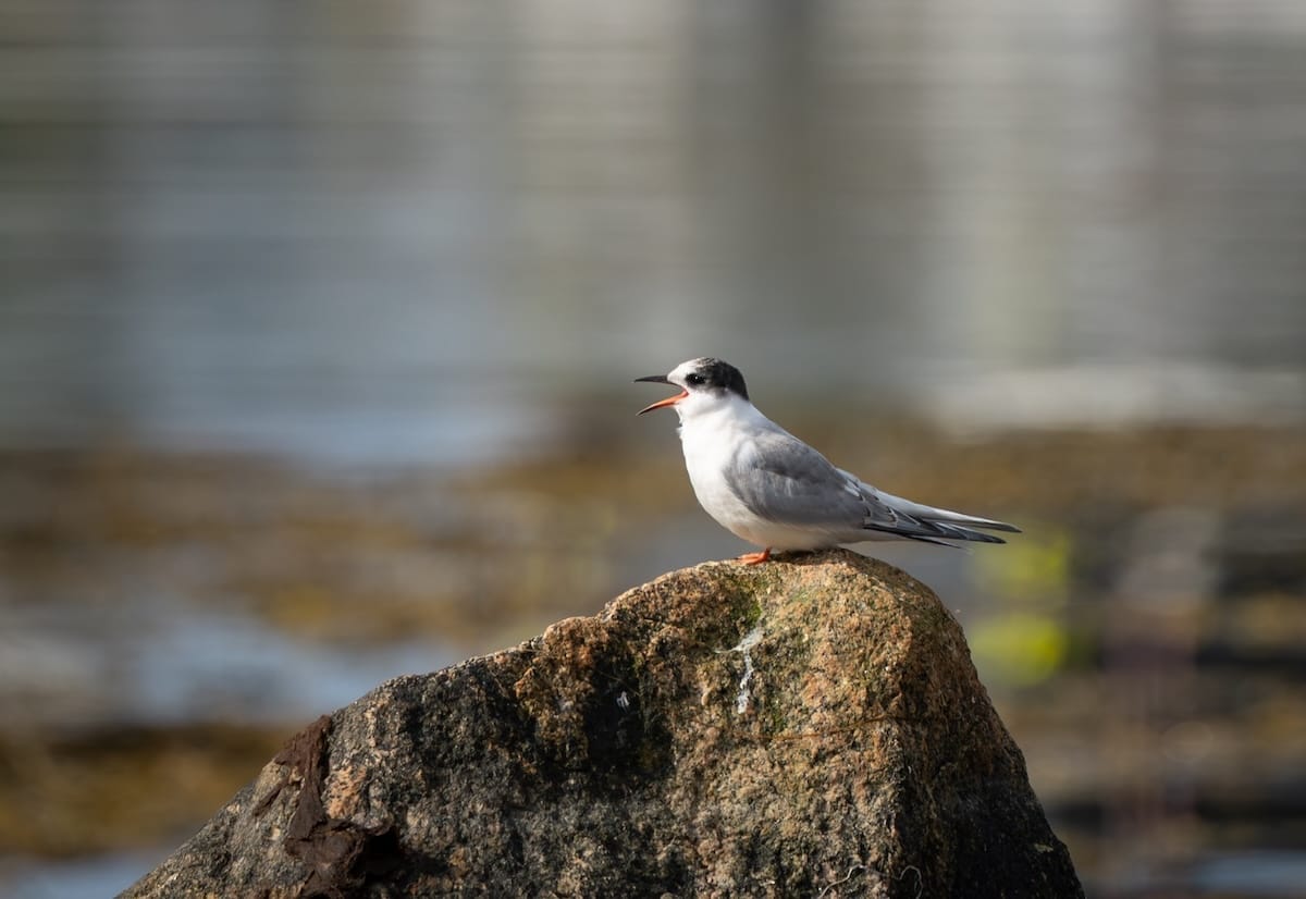 A baby tern at the harbor waiting for some fresh fish