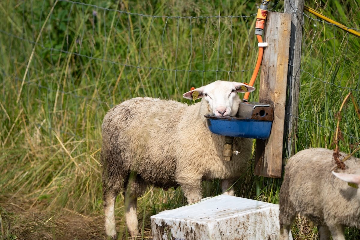 Sheep in Flakstadvåg