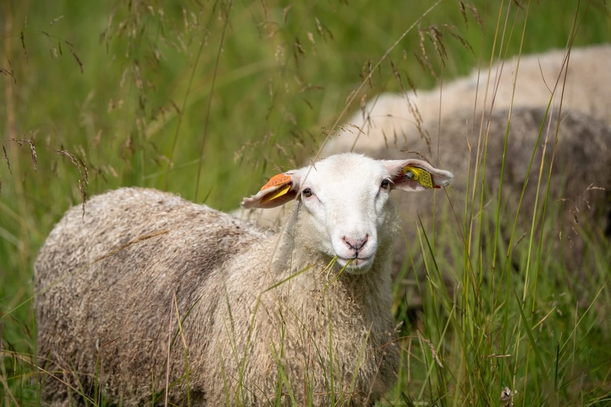Sheep in Flakstadvåg